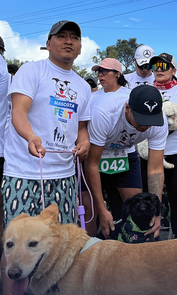 Cuidado responsable de mascotas